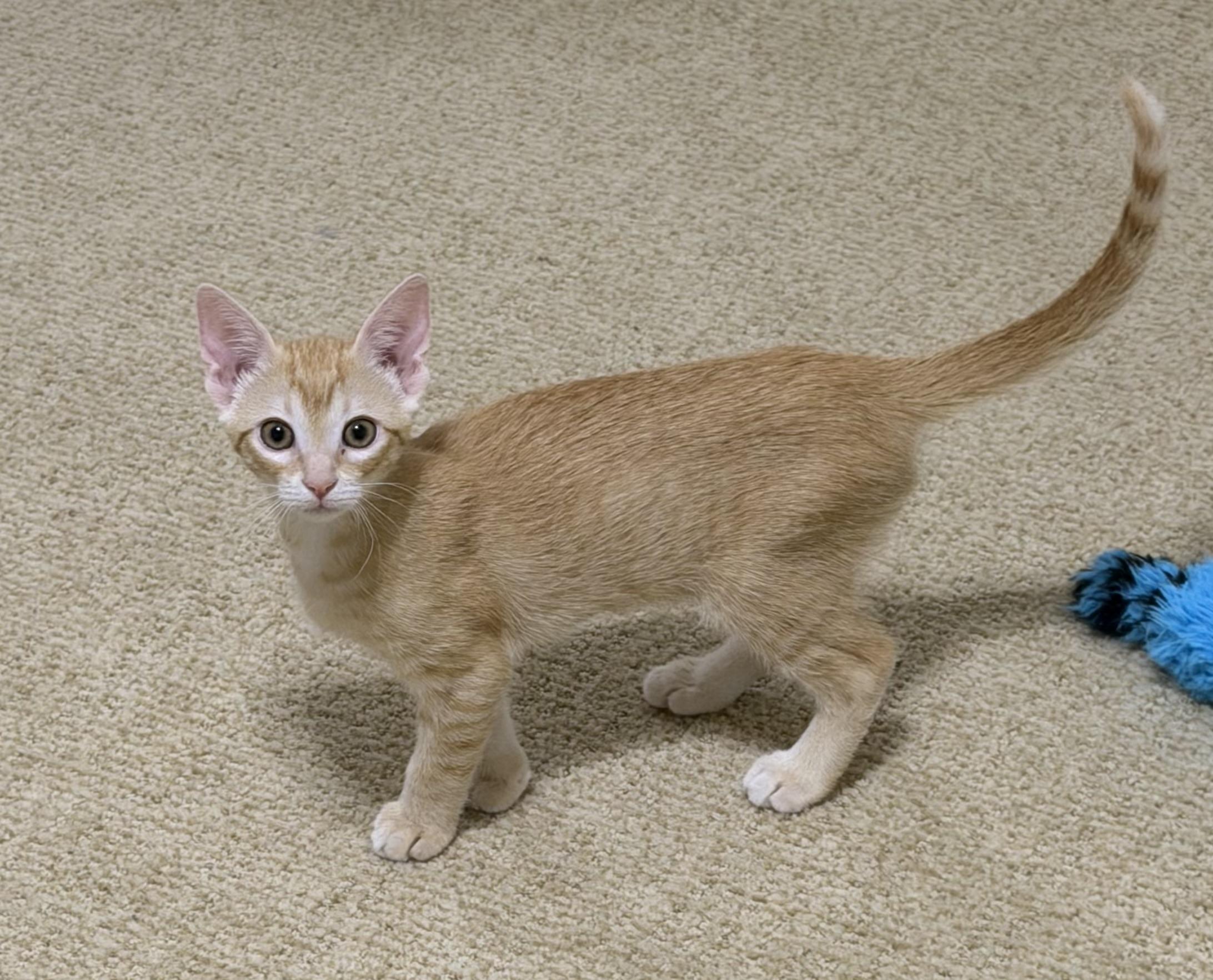 Yasmina (and Yanni) Bonded Pair, an adopted Domestic Short Hair in Duluth, GA image 2/4