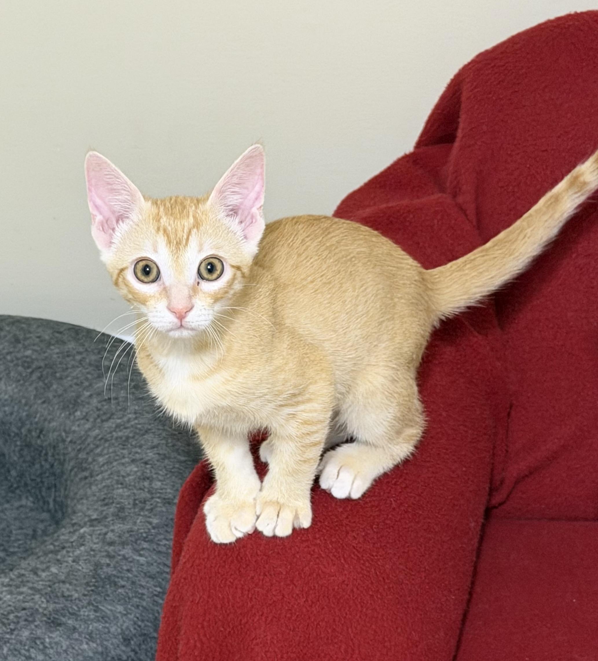 Yasmina (and Yanni) Bonded Pair, an adopted Domestic Short Hair in Duluth, GA image 4/4