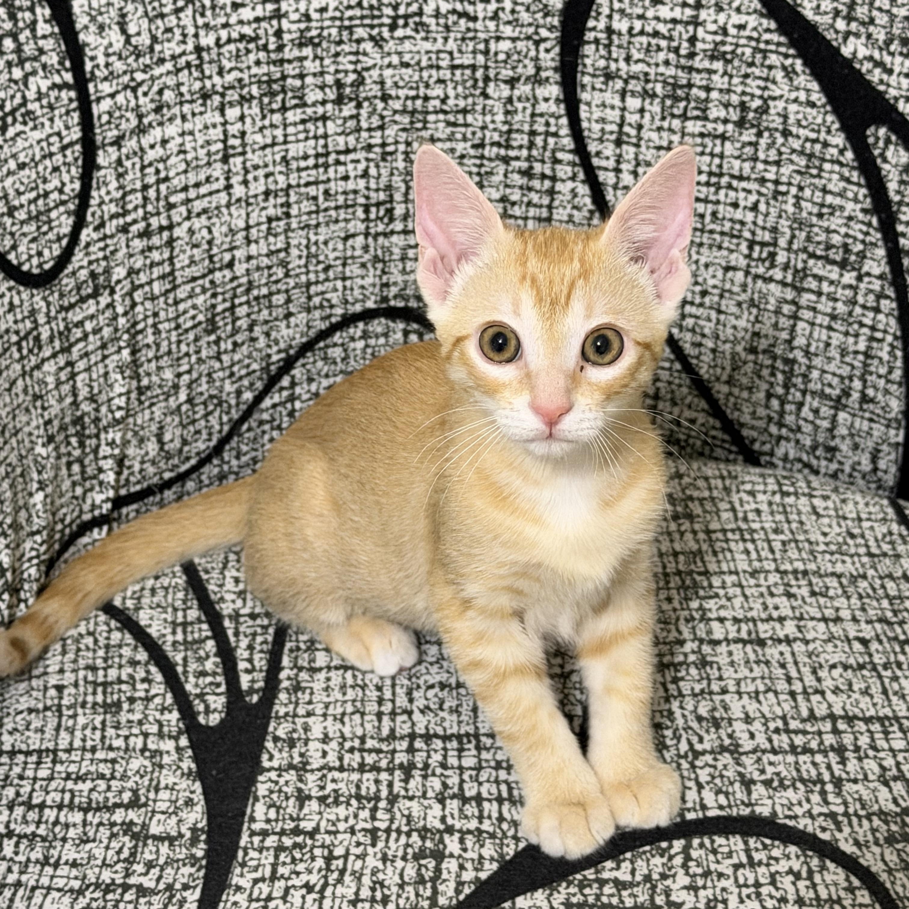 Yasmina (and Yanni) Bonded Pair, an adopted Domestic Short Hair in Duluth, GA image 1/4