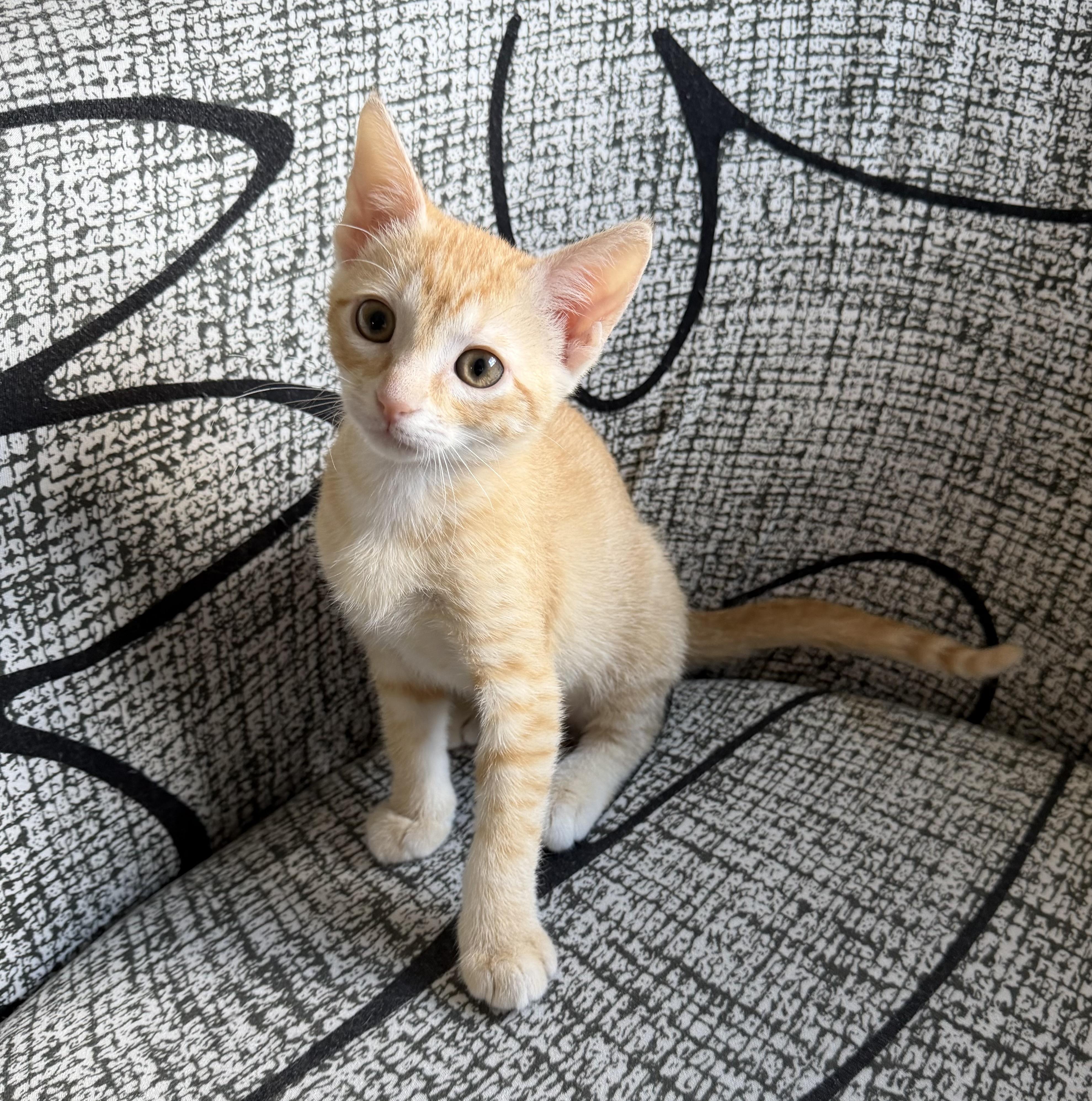Yasmina (and Yanni) Bonded Pair, an adopted Domestic Short Hair in Duluth, GA image 3/4