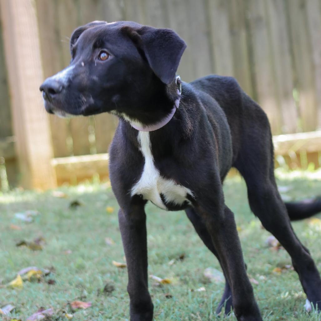 Ceasar, Adoptable, Young Male Black Labrador Retriever & Mixed Breed.