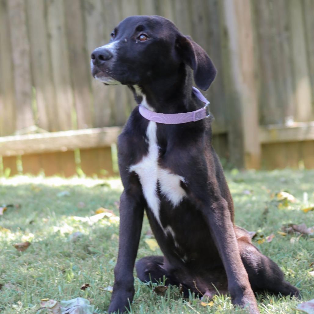 Enlarge Ceasar, a Adoptable mixed breed in Madisonville, KY image 2/5