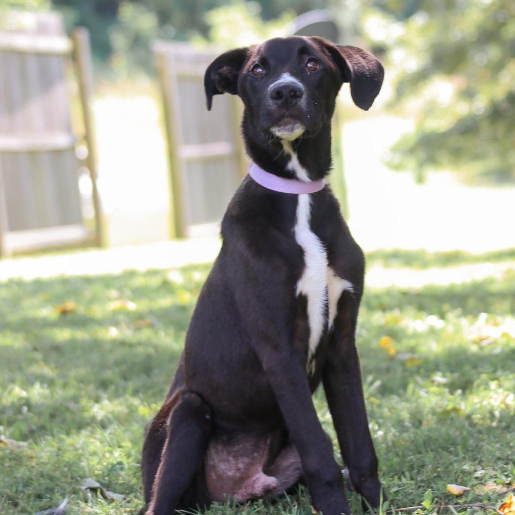 Enlarge Ceasar, a Adoptable mixed breed in Madisonville, KY image 3/5