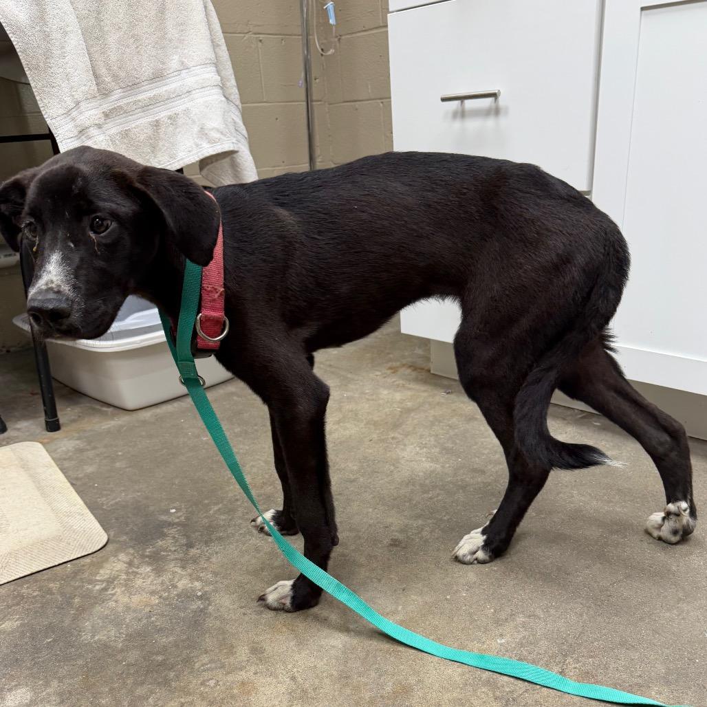 Enlarge Ceasar, a Adoptable mixed breed in Madisonville, KY image 4/5