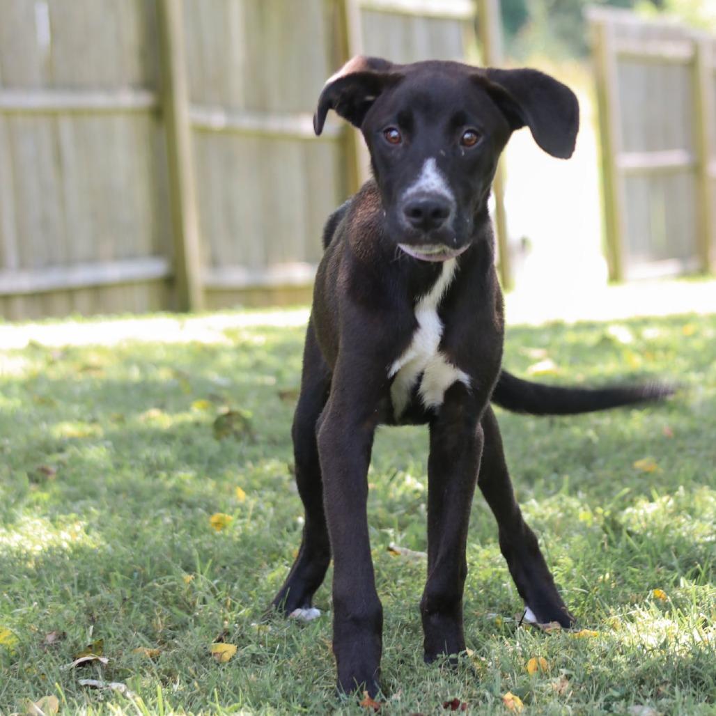 Enlarge Ceasar, a Adoptable mixed breed in Madisonville, KY image 5/5