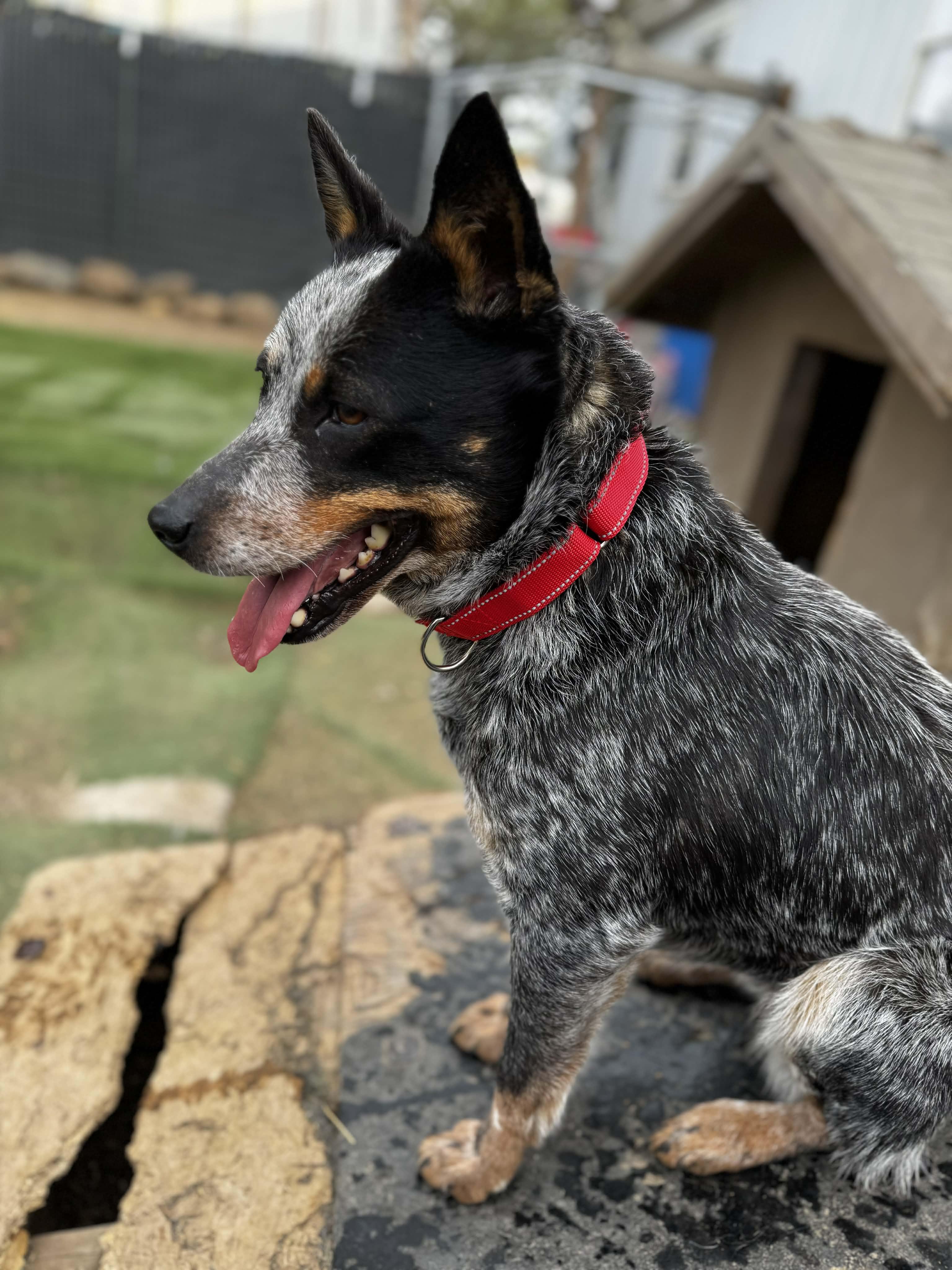Enlarge Annie, a ADOPTABLE Australian Cattle Dog / Blue Heeler in Bend, OR image 2/4