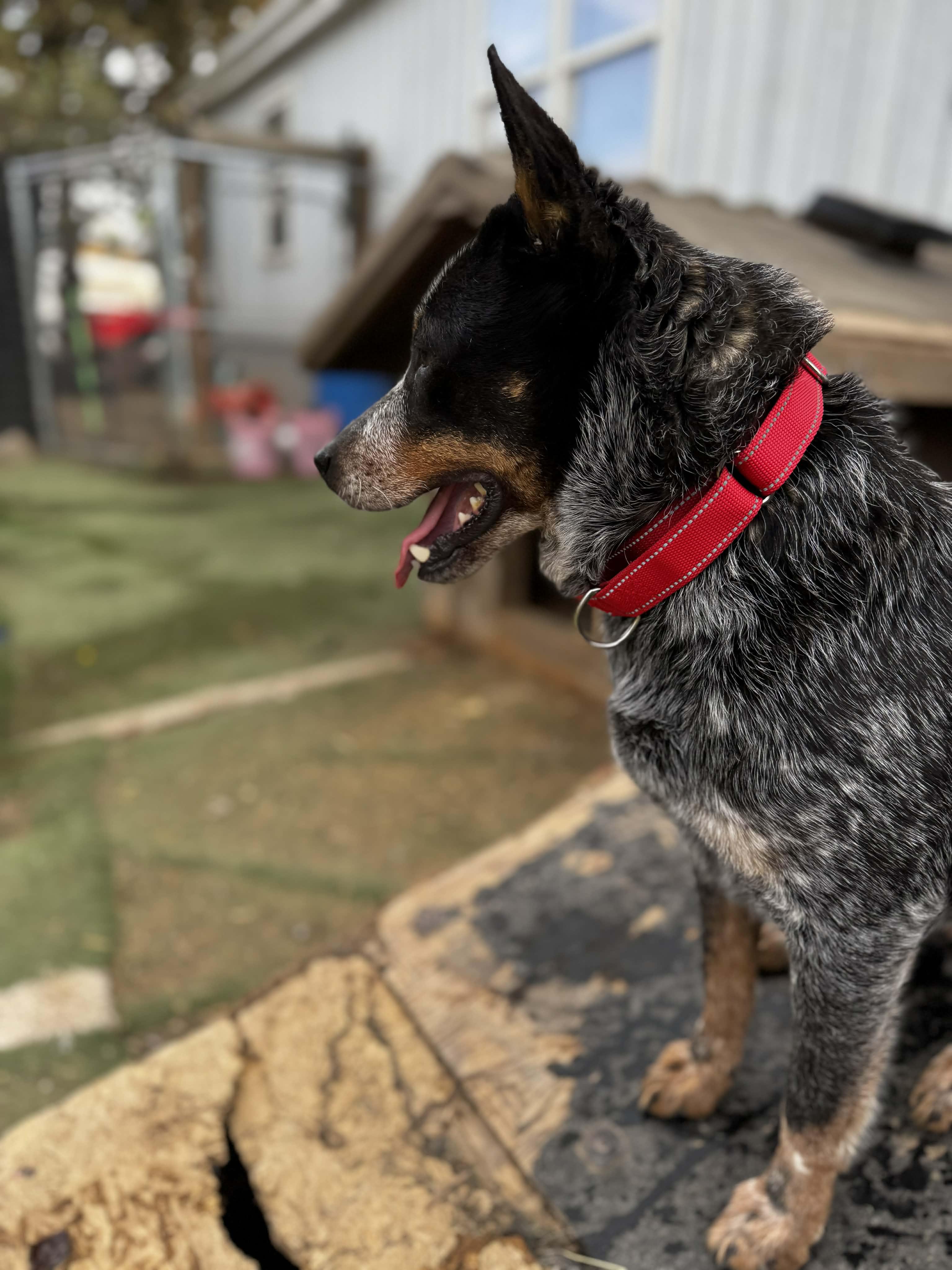Enlarge Annie, a ADOPTABLE Australian Cattle Dog / Blue Heeler in Bend, OR image 3/4