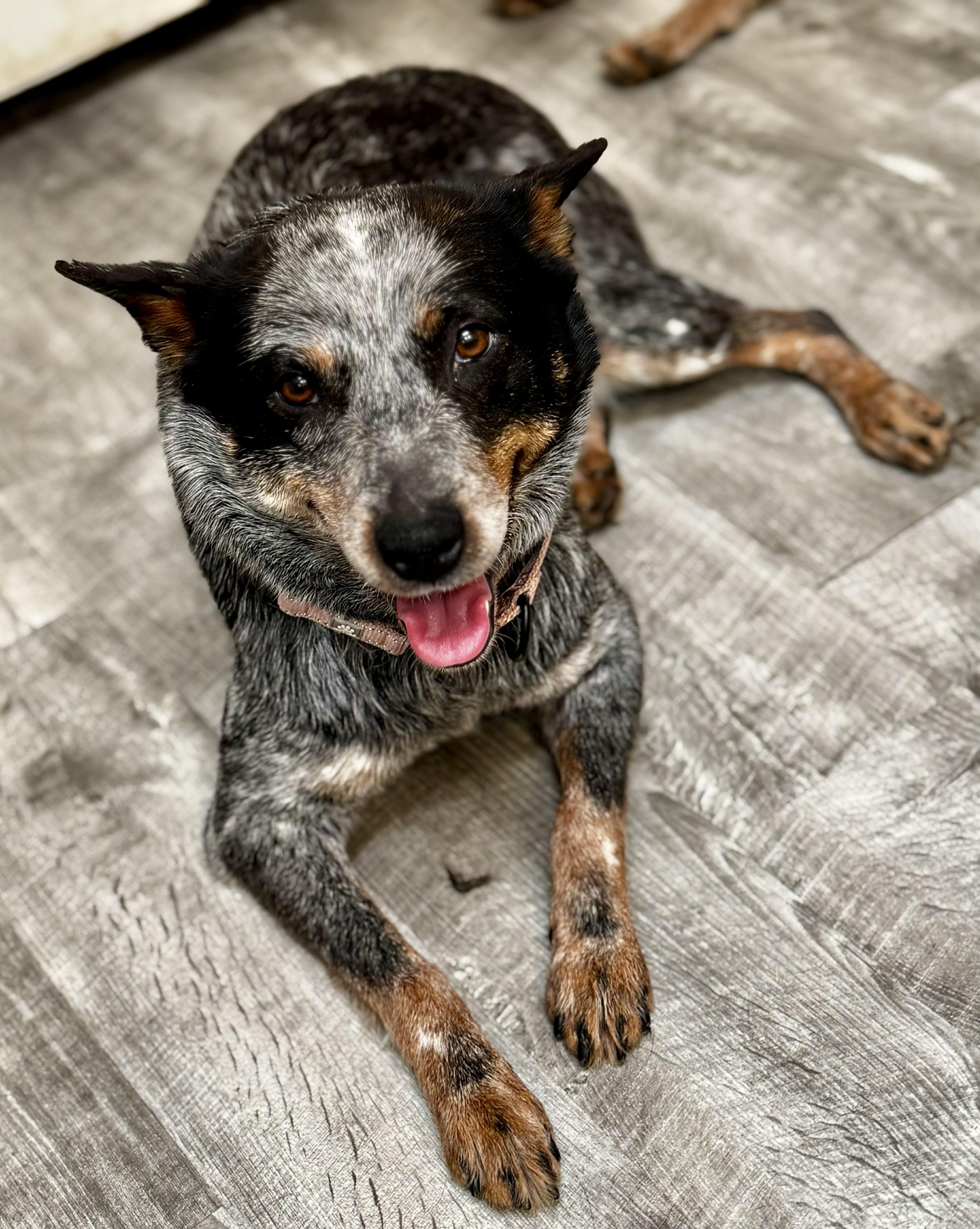 Enlarge Annie, a ADOPTABLE Australian Cattle Dog / Blue Heeler in Bend, OR image 1/4