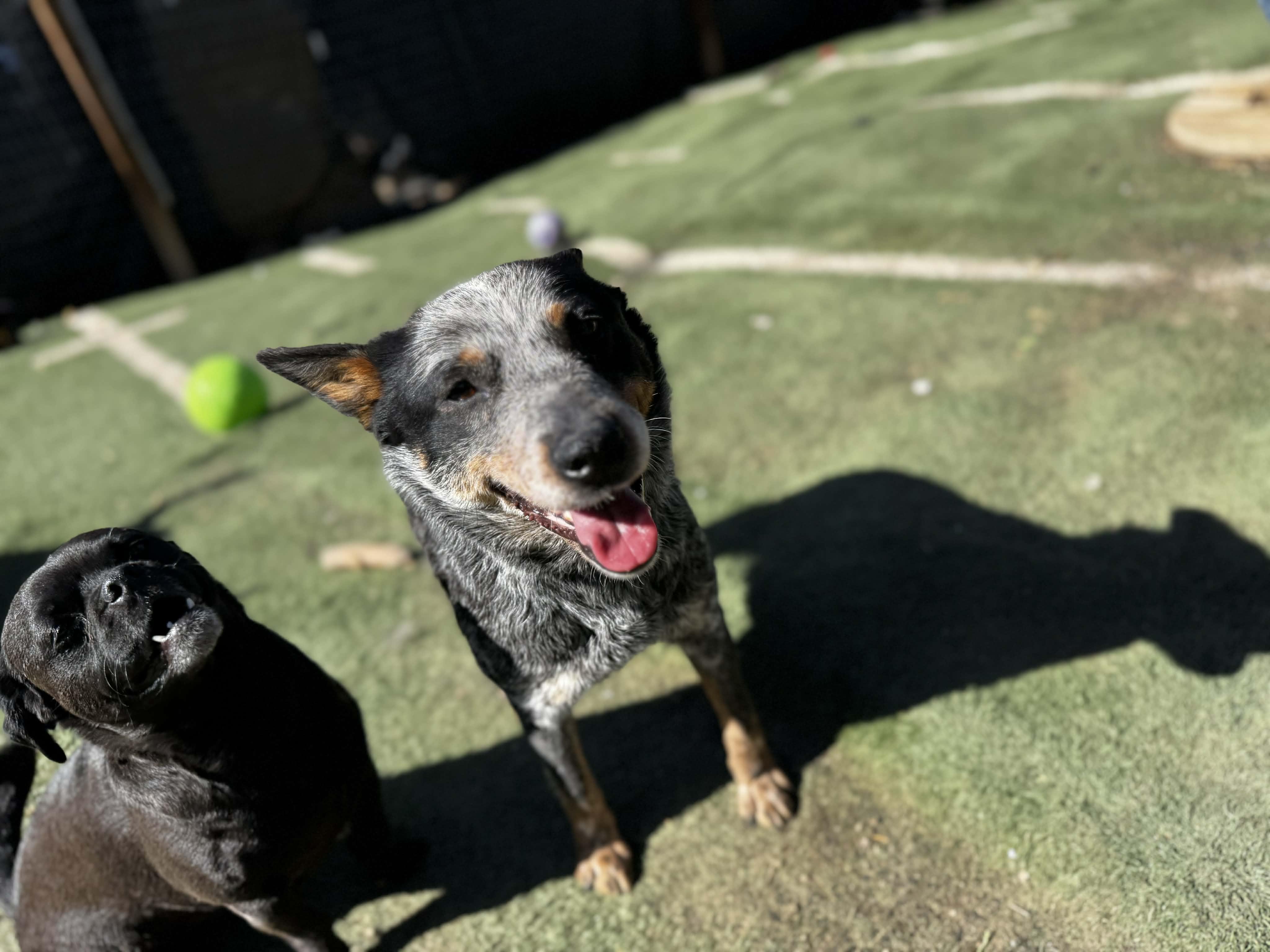 Enlarge Annie, a ADOPTABLE Australian Cattle Dog / Blue Heeler in Bend, OR image 4/4