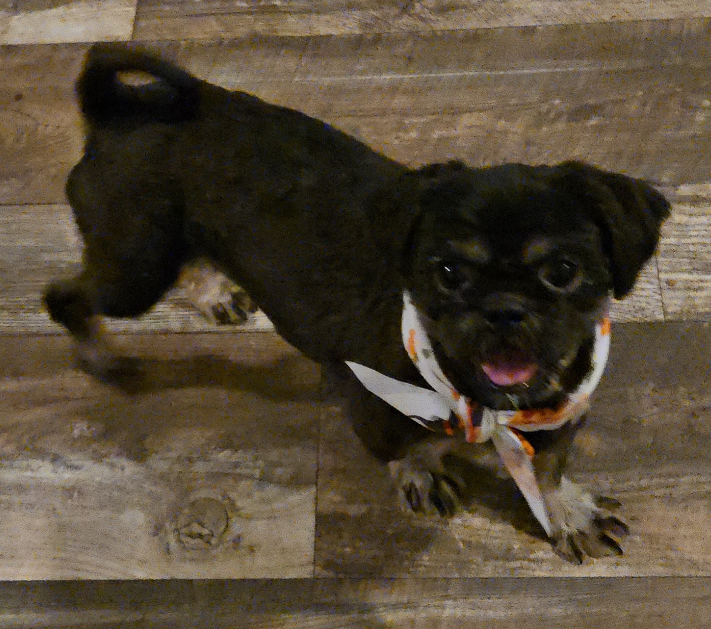 Harold, Adopted, Adult Male Shih Tzu.