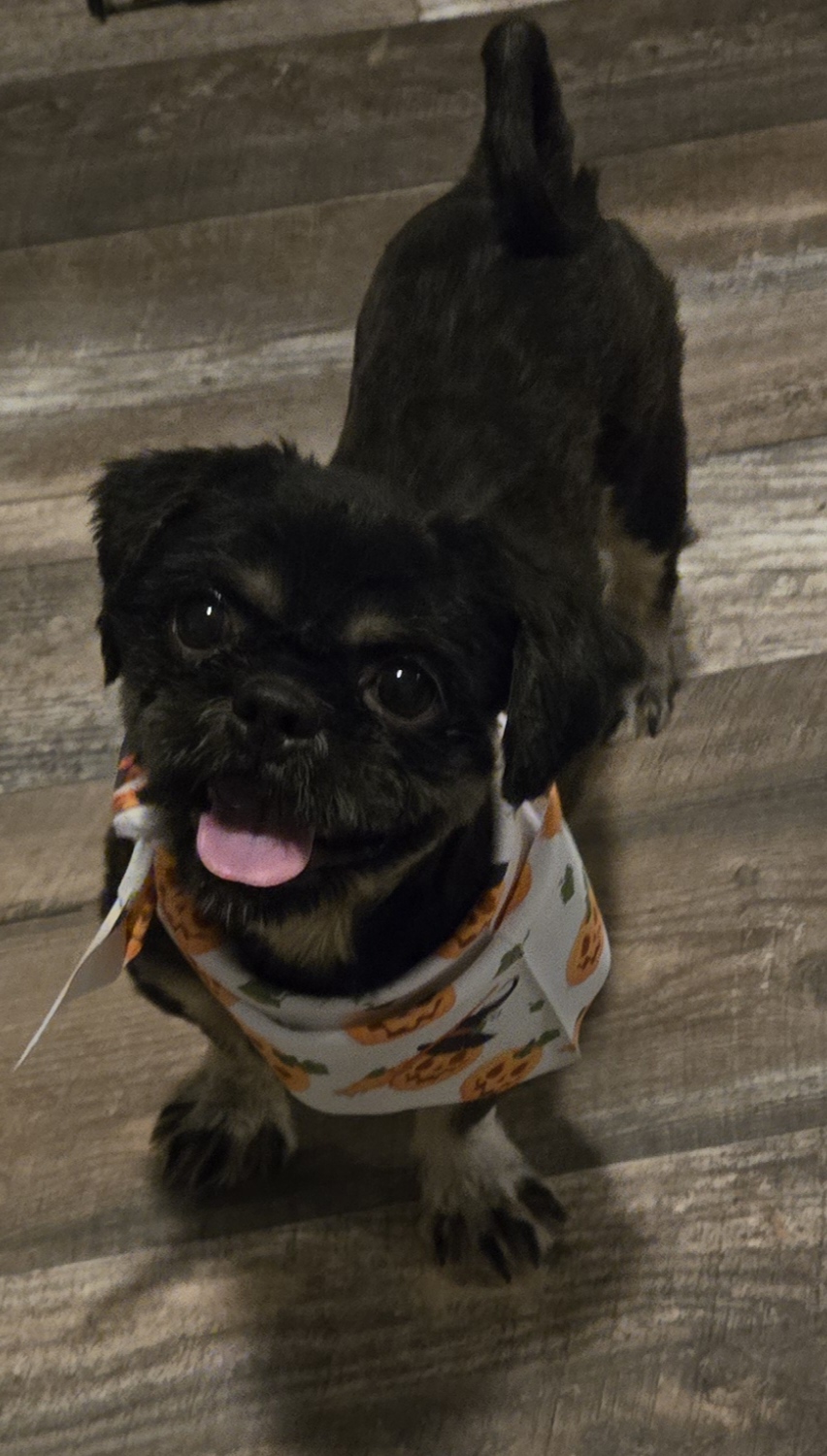 Enlarge Harold, a Adopted Shih Tzu in Edinburg, TX image 2/3