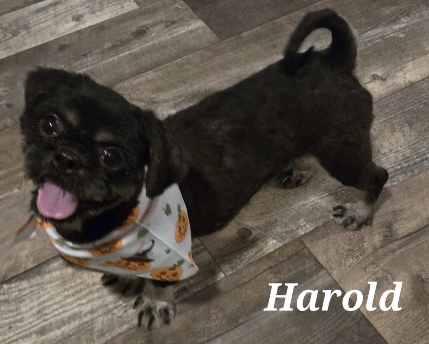 Enlarge Harold, a Adopted Shih Tzu in Edinburg, TX image 3/3