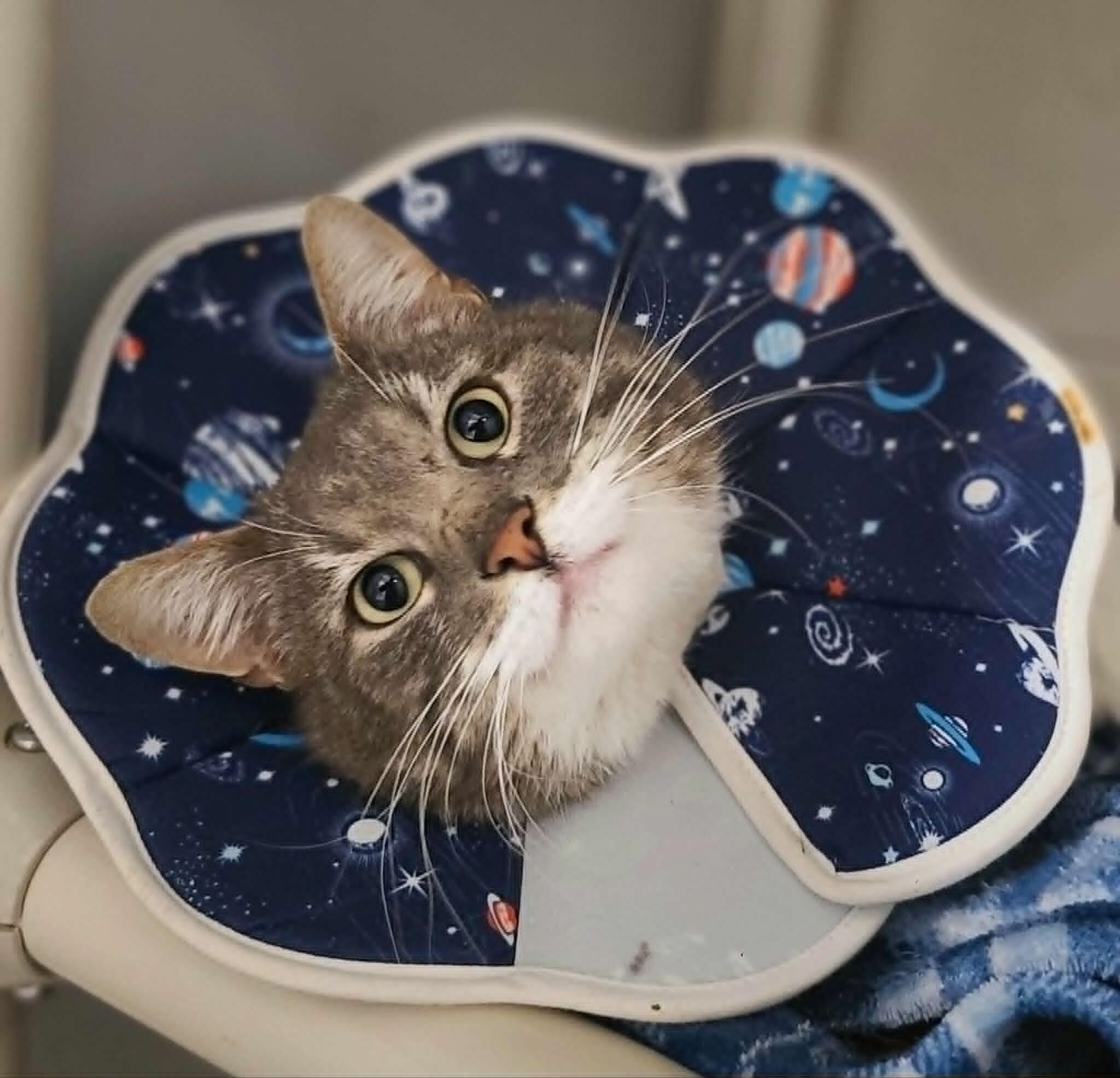 Enlarge Nanners, a Adoptable Domestic Short Hair in Fruit Heights, UT image 1/6