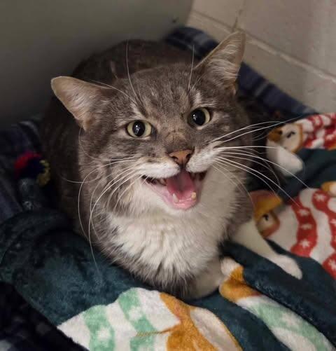 Enlarge Nanners, a Adoptable Domestic Short Hair in Fruit Heights, UT image 2/6