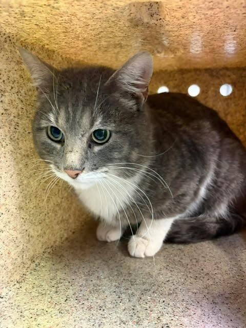 Enlarge Nanners, a Adoptable Domestic Short Hair in Fruit Heights, UT image 4/6