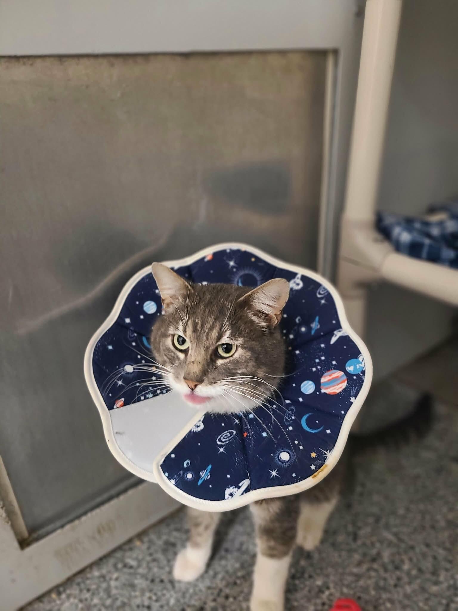 Enlarge Nanners, a Adoptable Domestic Short Hair in Fruit Heights, UT image 5/6