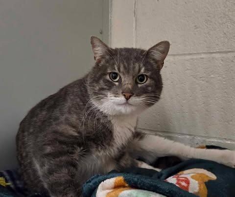 Enlarge Nanners, a Adoptable Domestic Short Hair in Fruit Heights, UT image 6/6