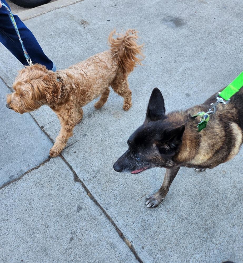 Enlarge Dante 2, a Adoptable mixed breed in San Diego, CA image 1/6