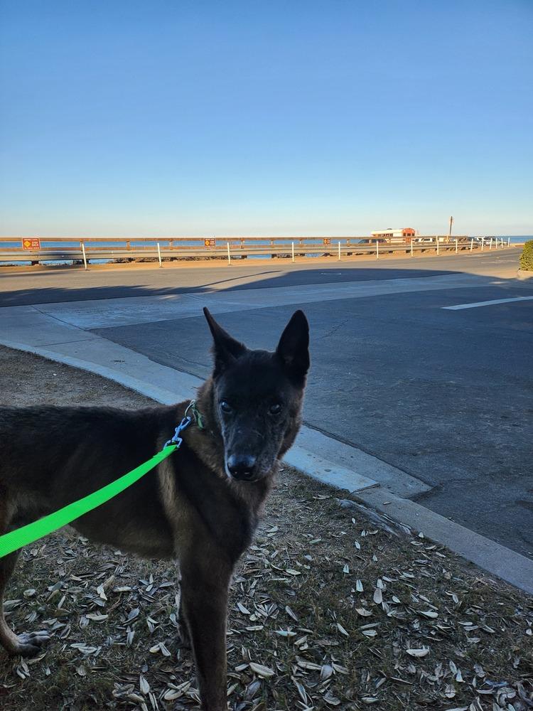 Enlarge Dante 2, a Adoptable mixed breed in San Diego, CA image 2/6