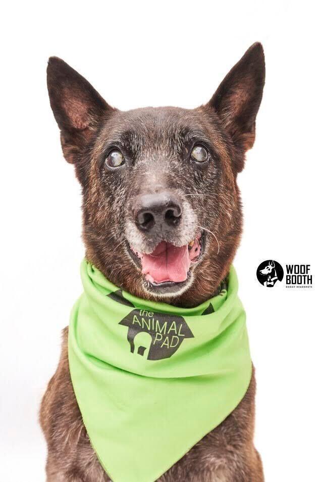 Enlarge Dante 2, a Adoptable mixed breed in San Diego, CA image 3/6