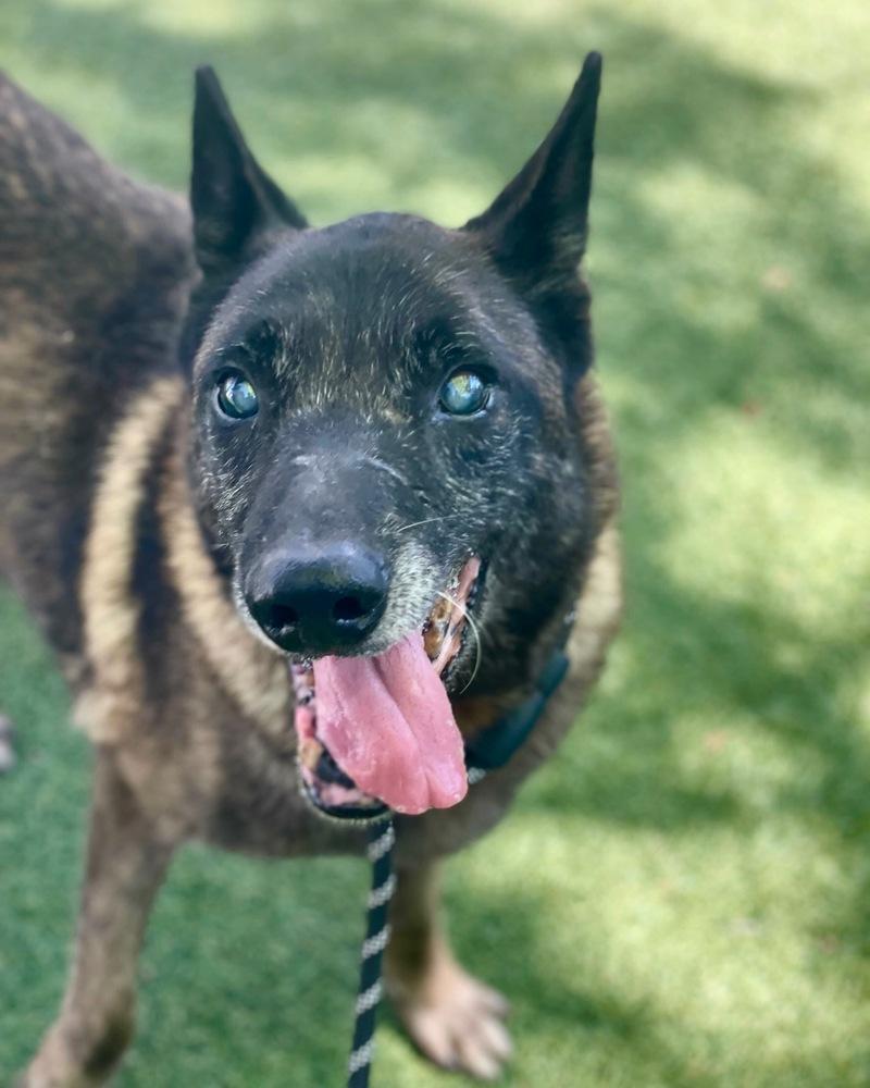 Dante 2, Adoptable, Adult Male Mixed Breed.