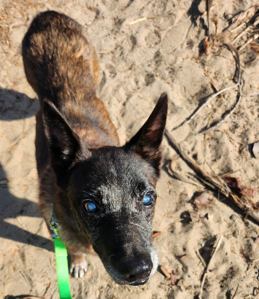 Enlarge Dante 2, a Adoptable mixed breed in San Diego, CA image 5/6