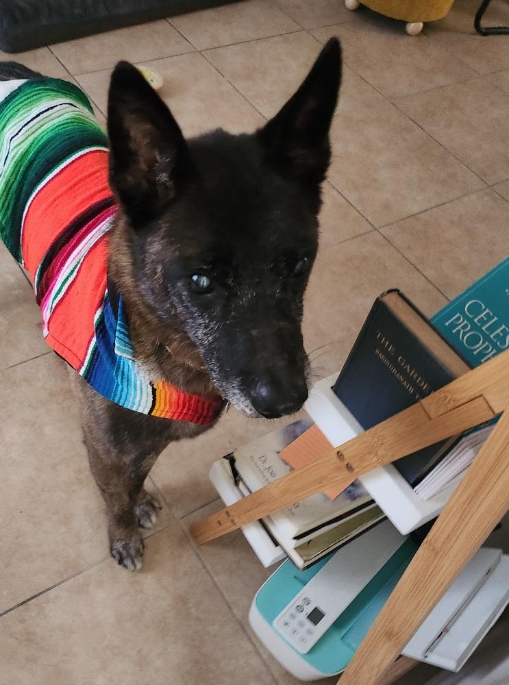 Enlarge Dante 2, a Adoptable mixed breed in San Diego, CA image 6/6