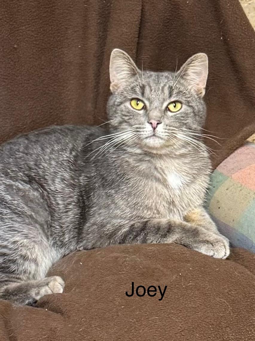 Enlarge Joey, a ADOPTABLE Domestic Short Hair in Ludington, MI image 1/1