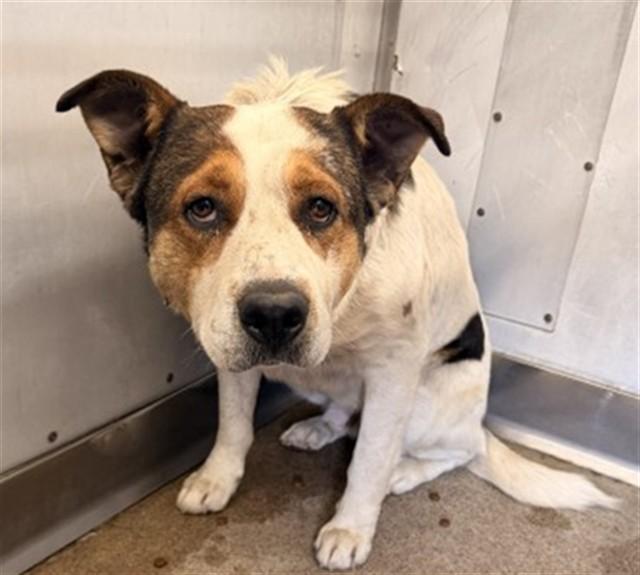 Enlarge HAL, a Adoptable mixed breed in San Bernardino, CA image 1/1