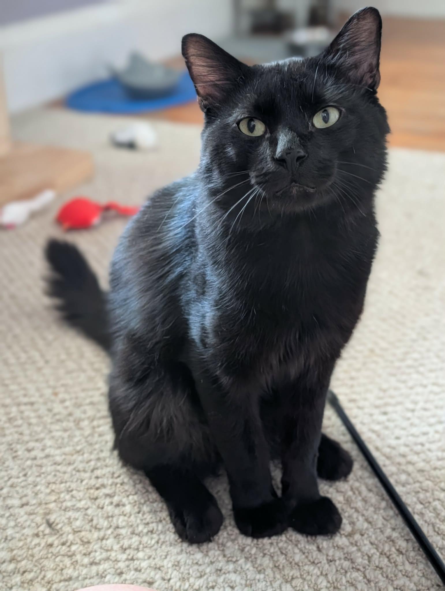 Dakota, a ADOPTABLE Domestic Medium Hair in Roslindale, MA image 2/4