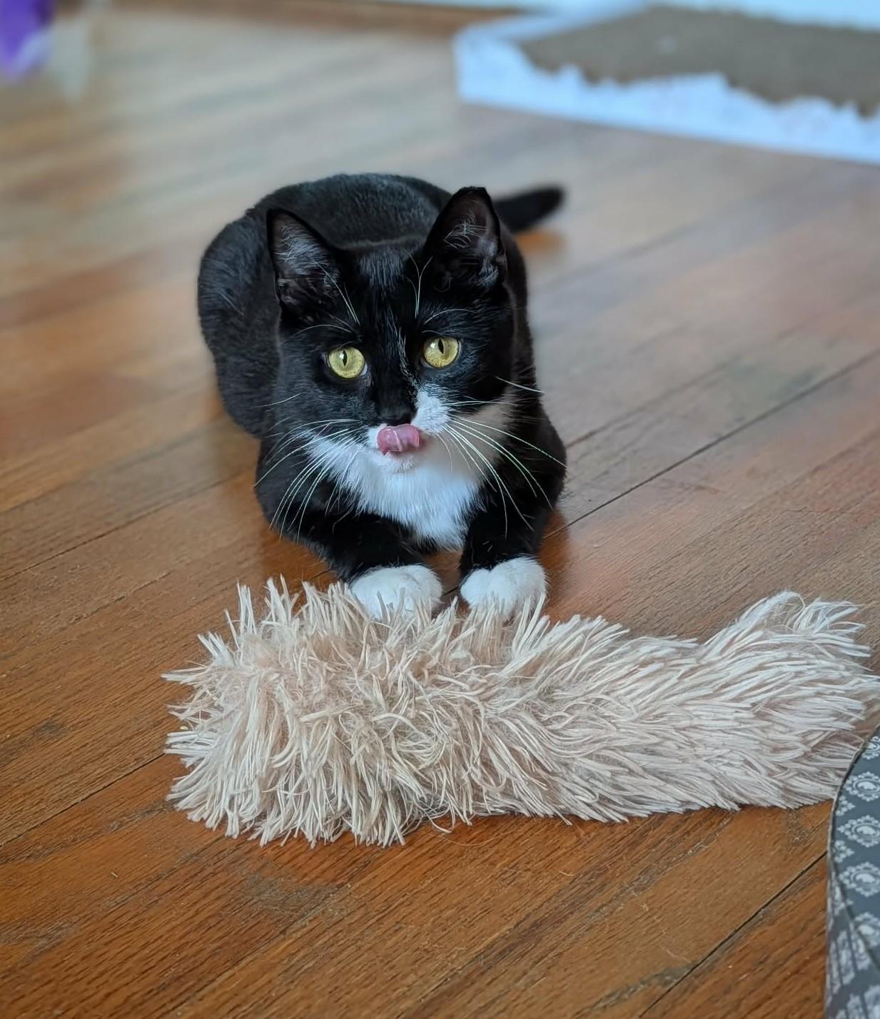 Dakota, a ADOPTABLE Domestic Medium Hair in Roslindale, MA image 3/4