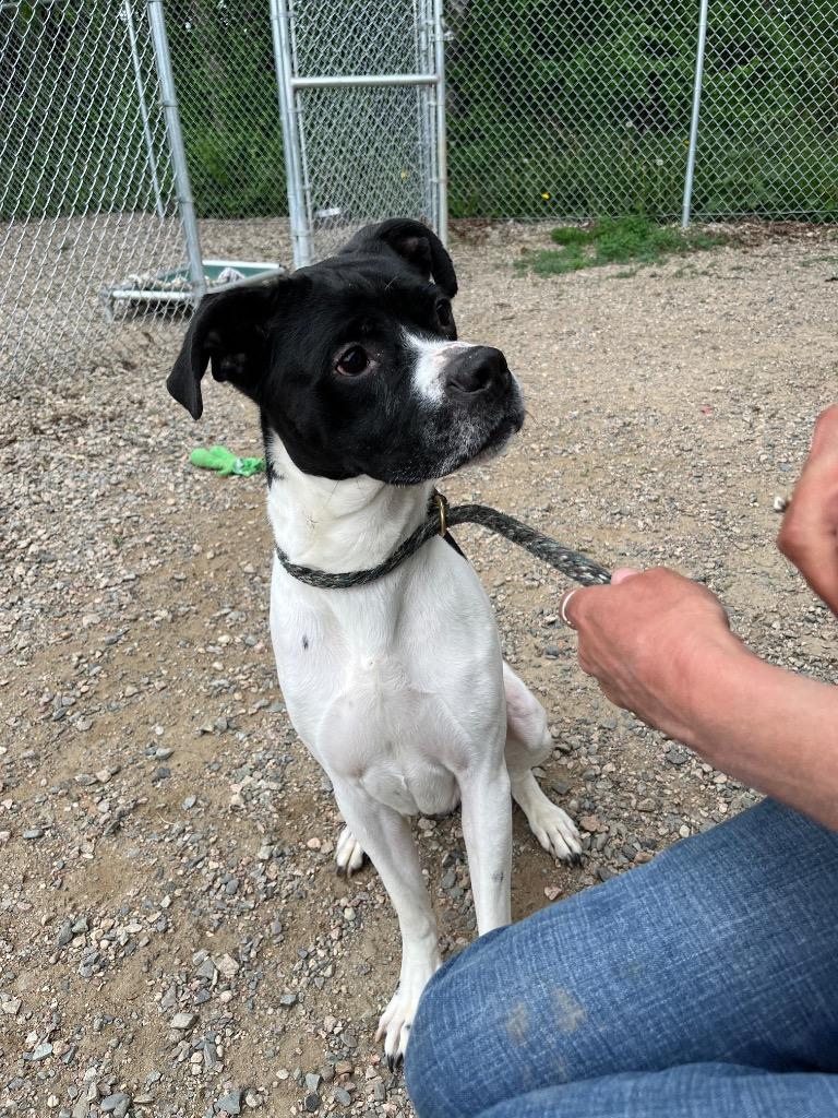 Chance, Adoptable, Adult Male Boxer & Mixed Breed.