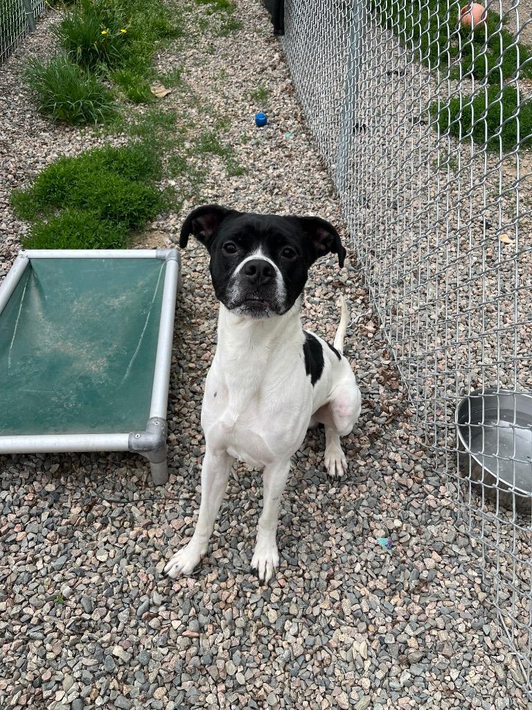 Chance, a Adoptable mixed breed in Virginia, MN image 2/3