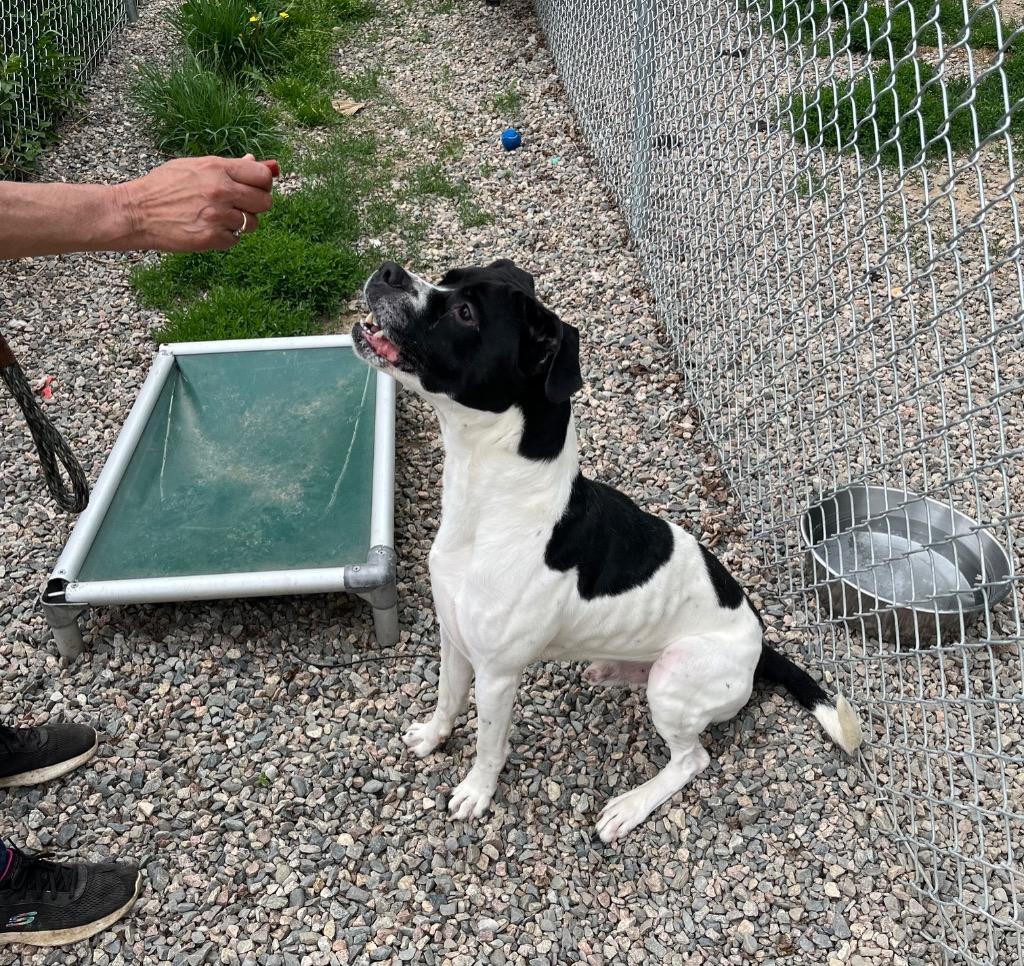 Chance, a Adoptable mixed breed in Virginia, MN image 3/3
