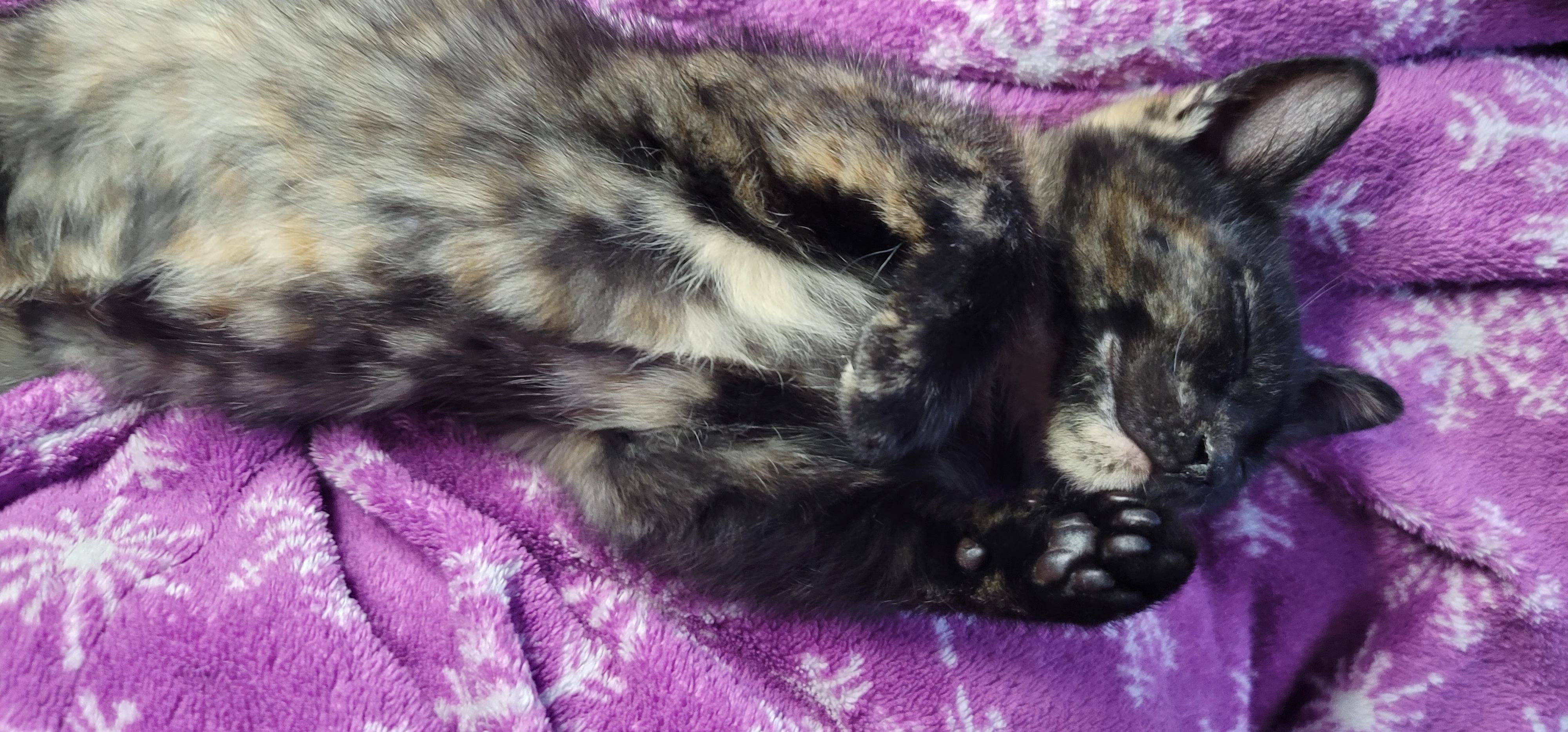 Enlarge Drip, an adopted Domestic Short Hair in Kitchener, ON image 3/3