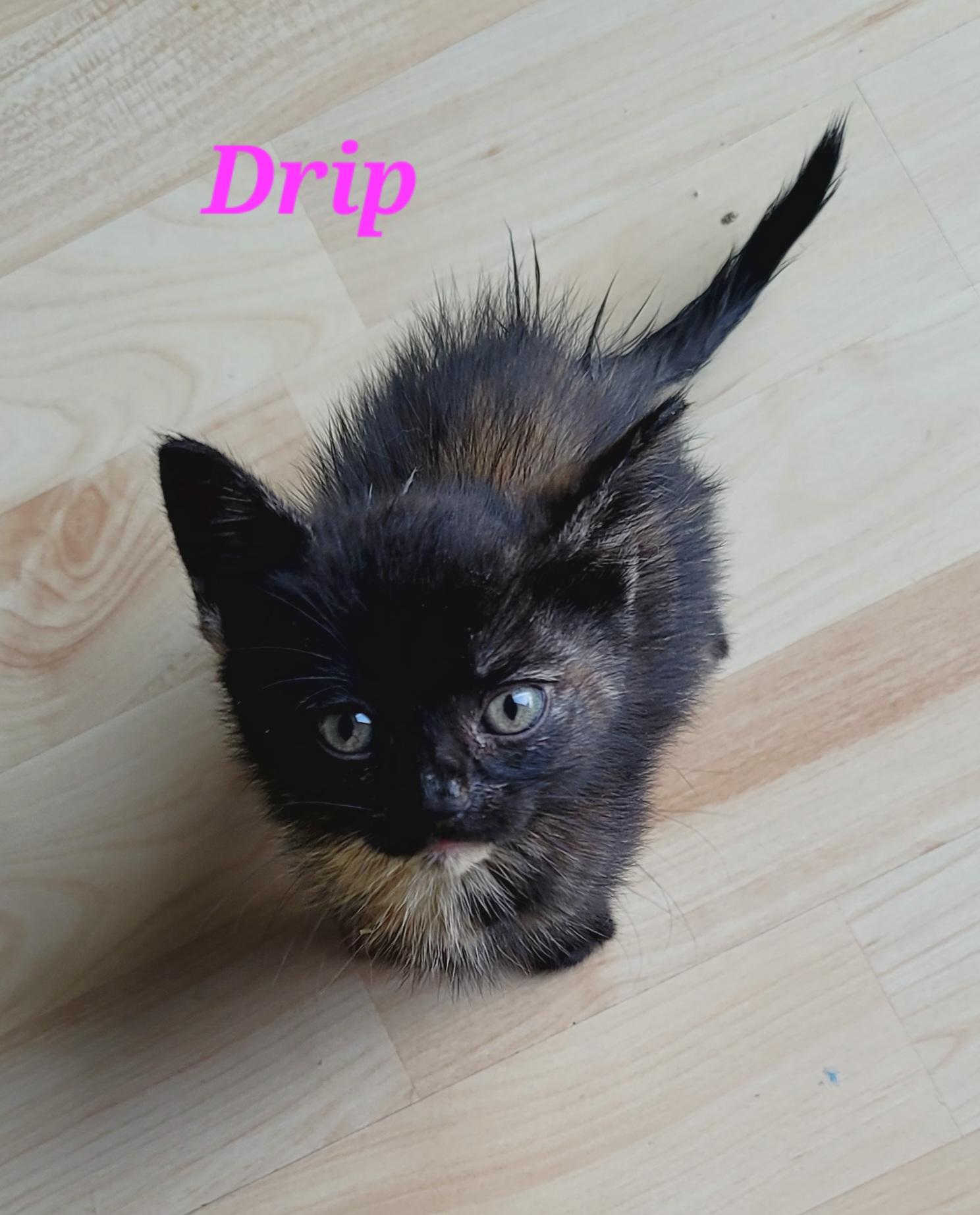 Drip, adopted, Kitten Female Domestic Short Hair.