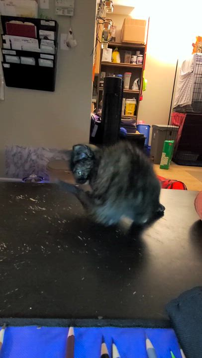 Enlarge Drip, an adopted Domestic Short Hair in Kitchener, ON video 1/3