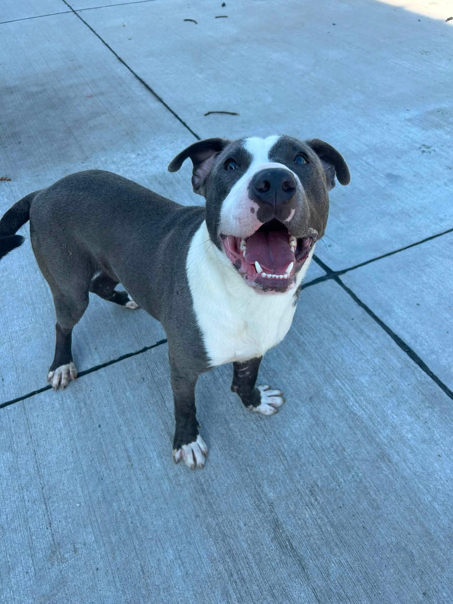 Enlarge Marv, a ADOPTABLE mixed breed in Lincoln Park, MI image 2/3