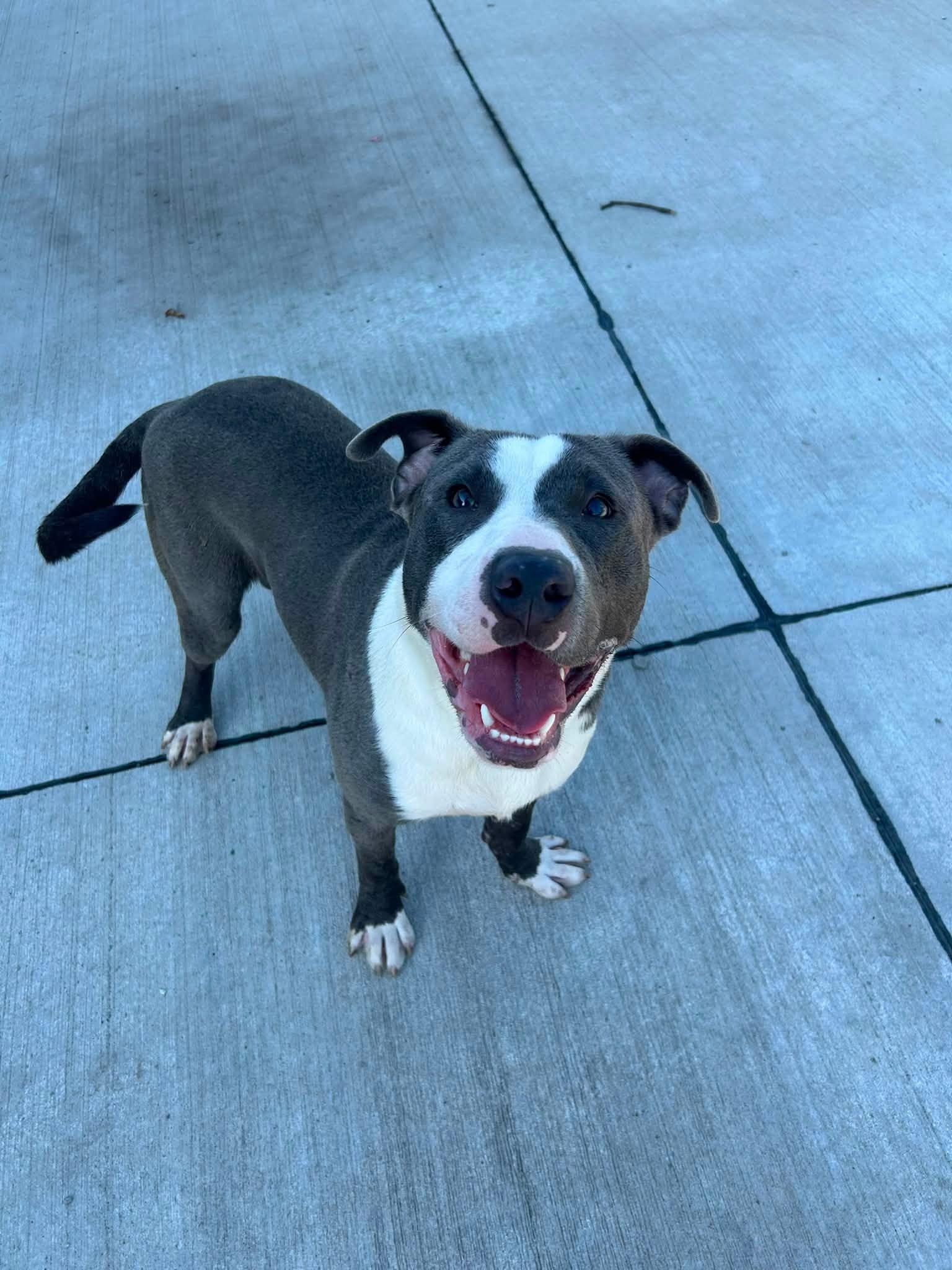 Enlarge Marv, a ADOPTABLE mixed breed in Lincoln Park, MI image 3/3