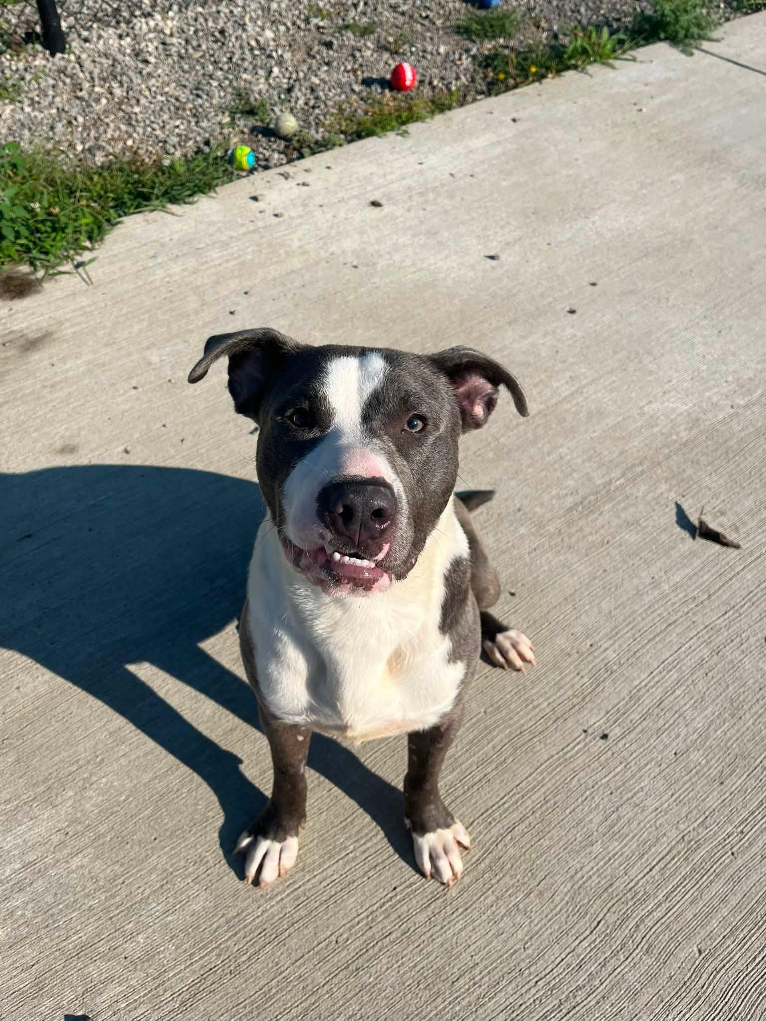 Marv, ADOPTABLE, Young Male Pit Bull Terrier.