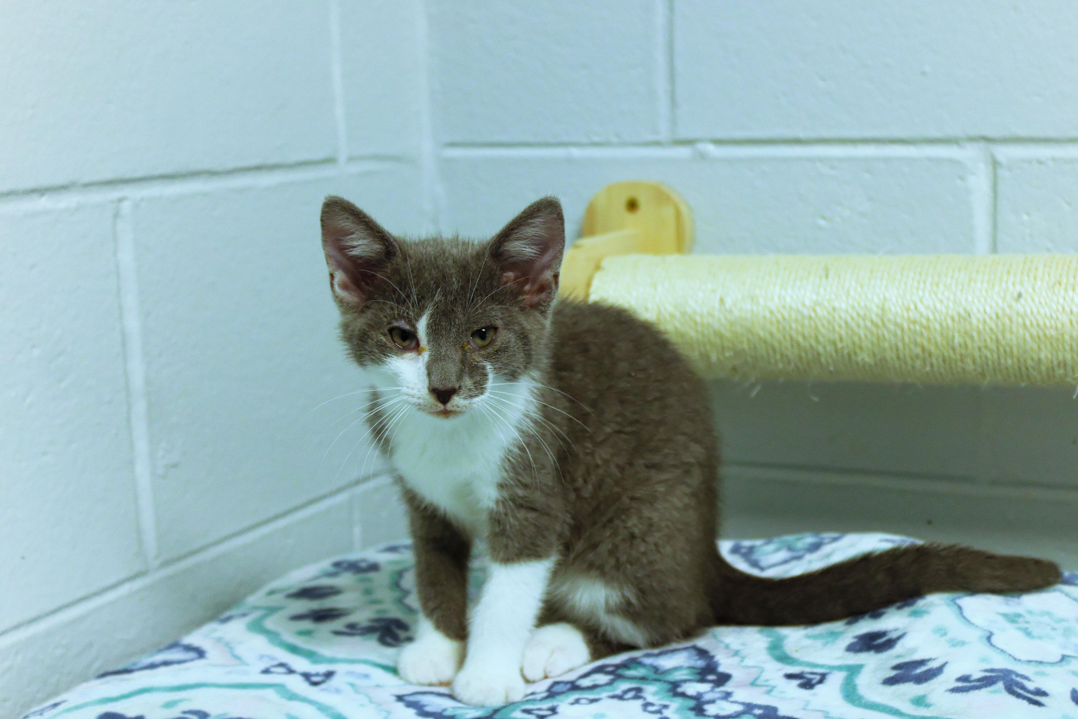 Enlarge Hank, a Adoptable American Shorthair in Urbana, OH image 2/6