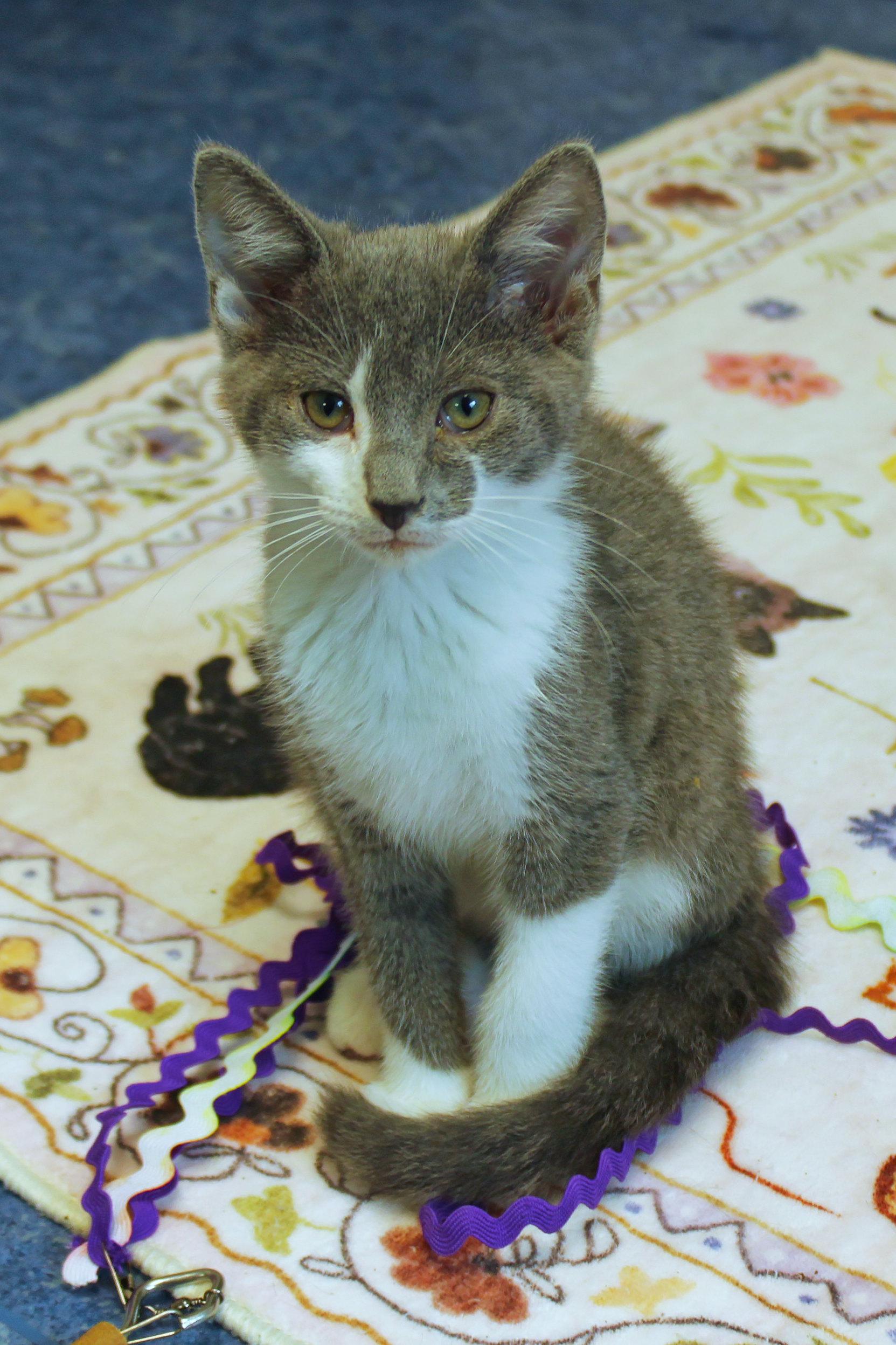 Enlarge Hank, a Adoptable American Shorthair in Urbana, OH image 6/6