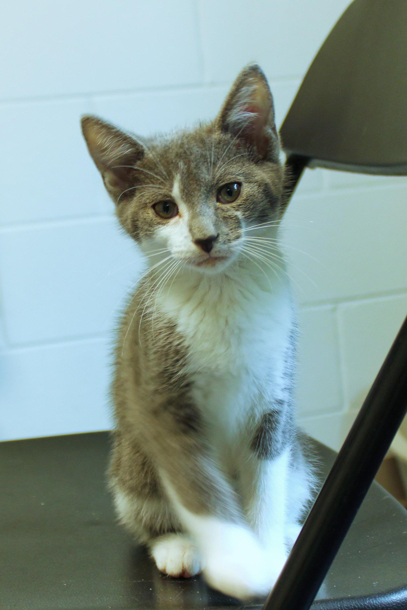 Enlarge Hank, a Adoptable American Shorthair in Urbana, OH image 5/6