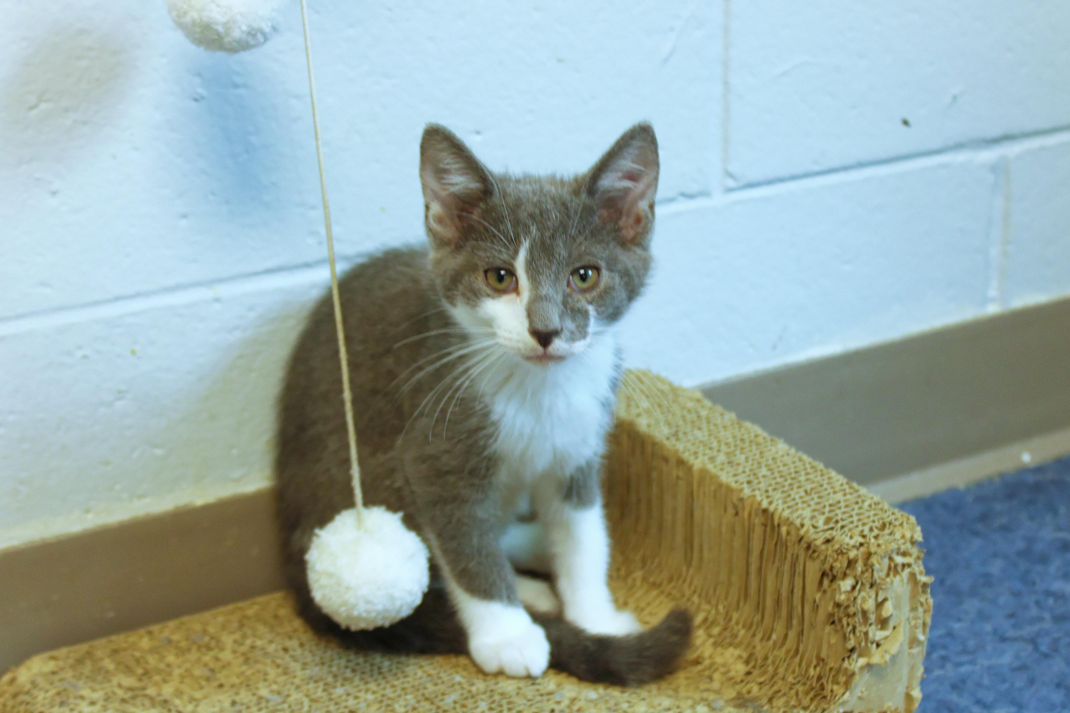 Enlarge Hank, a Adoptable American Shorthair in Urbana, OH image 4/6