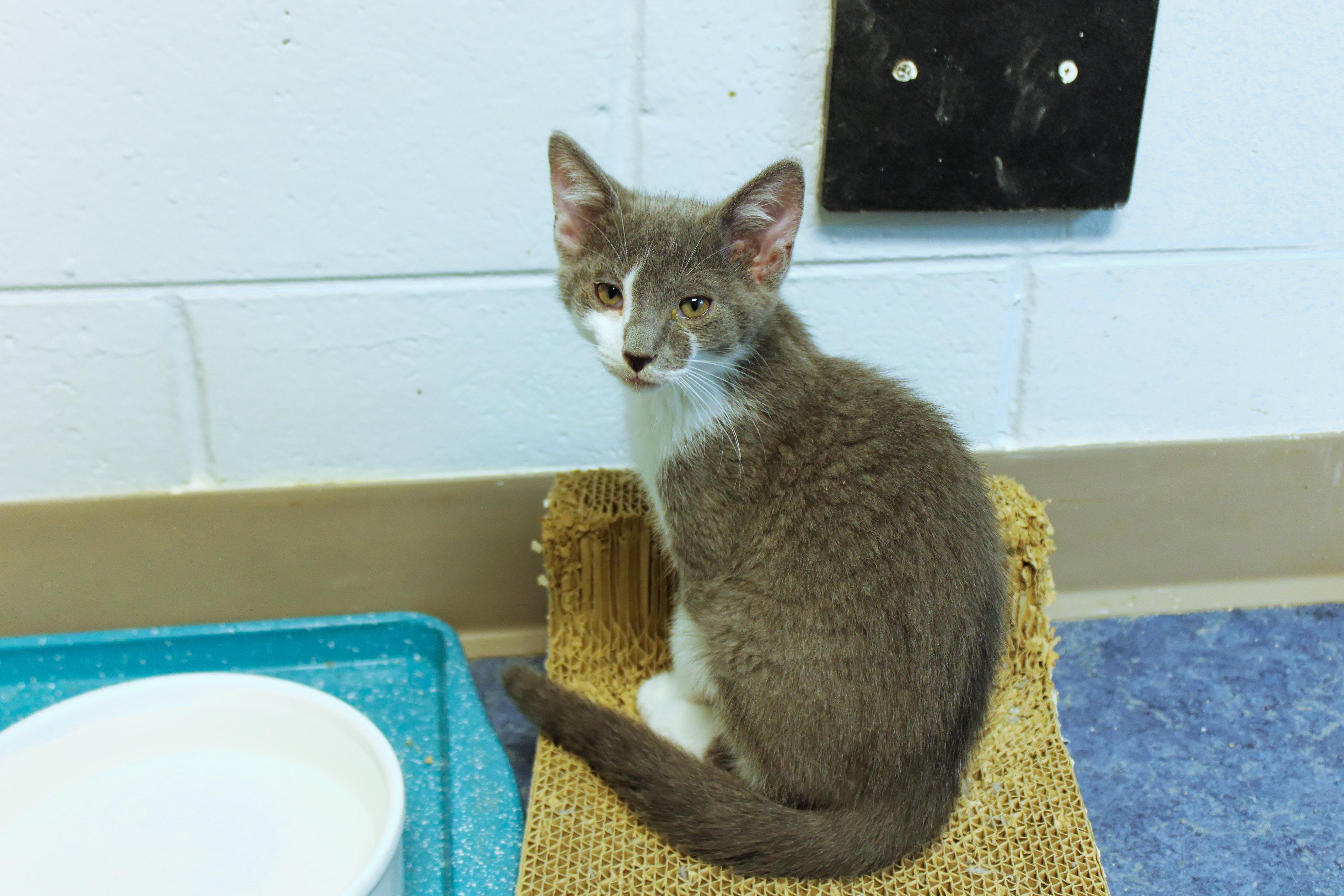 Enlarge Hank, a Adoptable American Shorthair in Urbana, OH image 1/6
