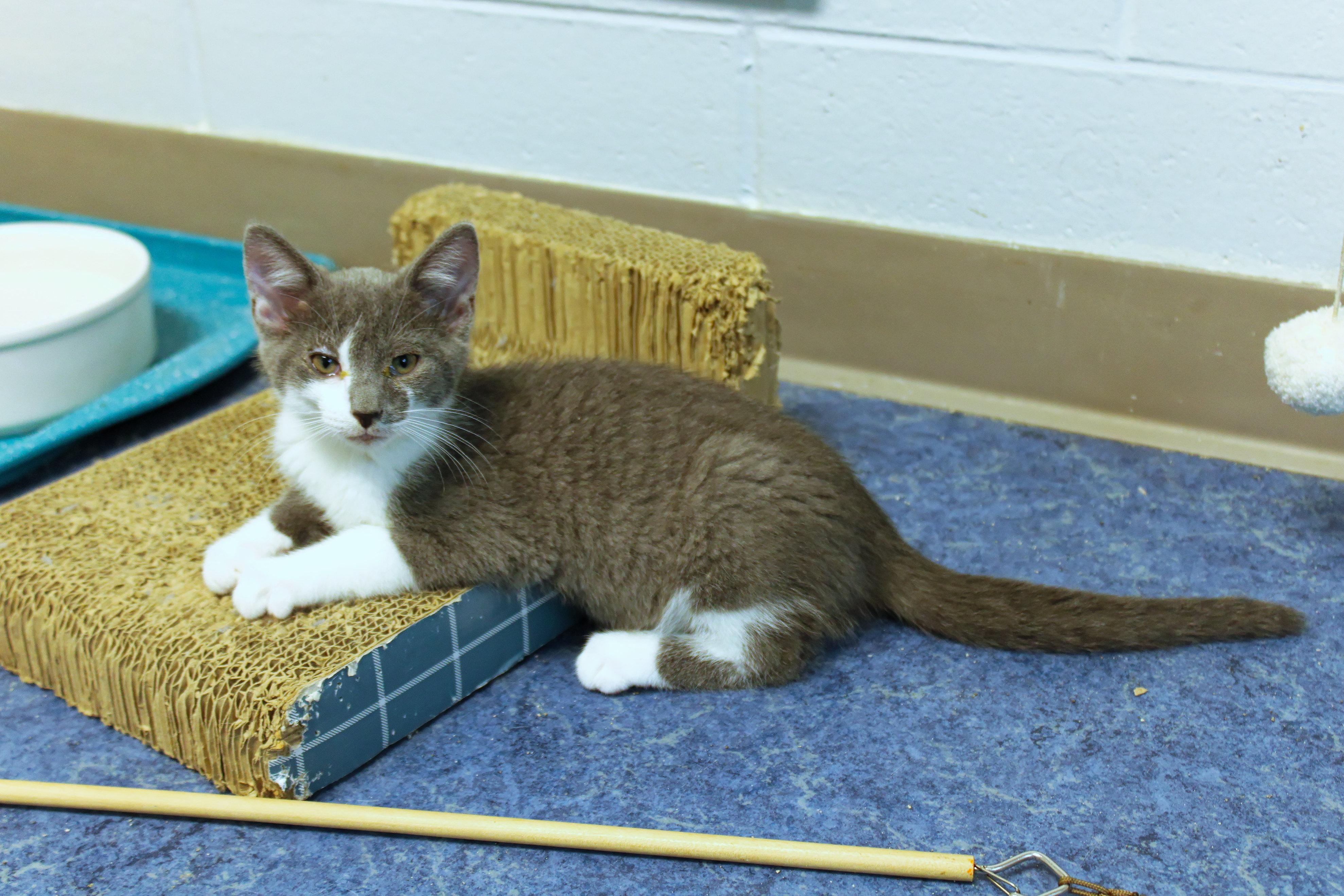 Enlarge Hank, a Adoptable American Shorthair in Urbana, OH image 3/6