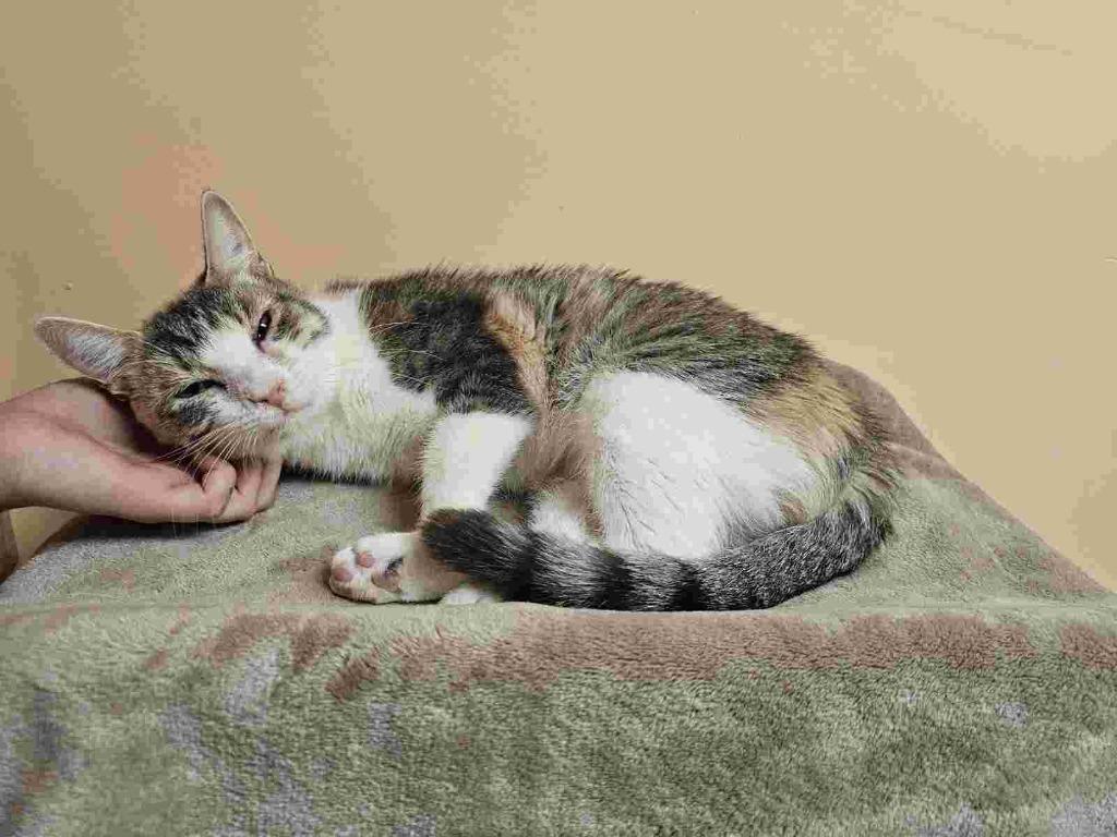 Enlarge Modella, a Adoptable Domestic Short Hair in California City, CA image 1/1