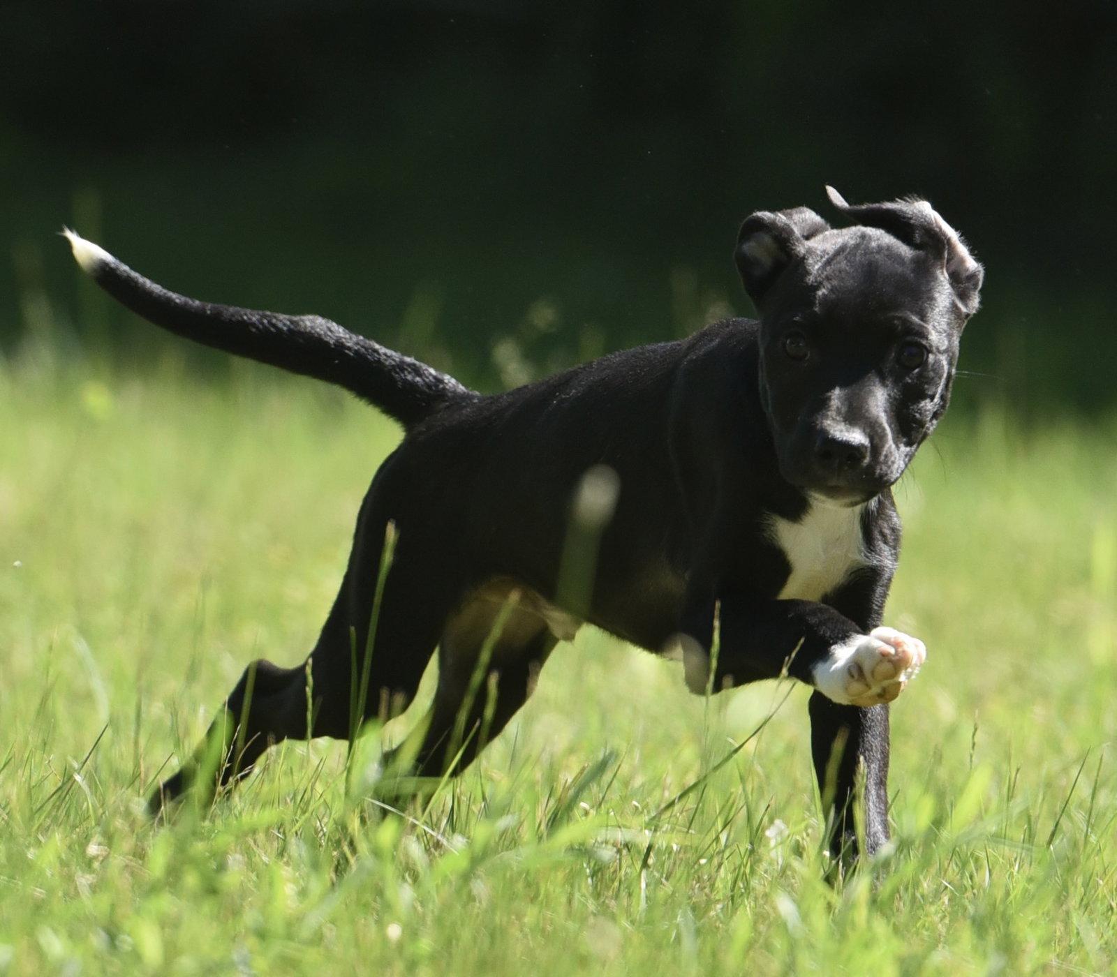 Enlarge Ruffus, a Adoptable mixed breed in Mechanicsburg, PA image 2/3