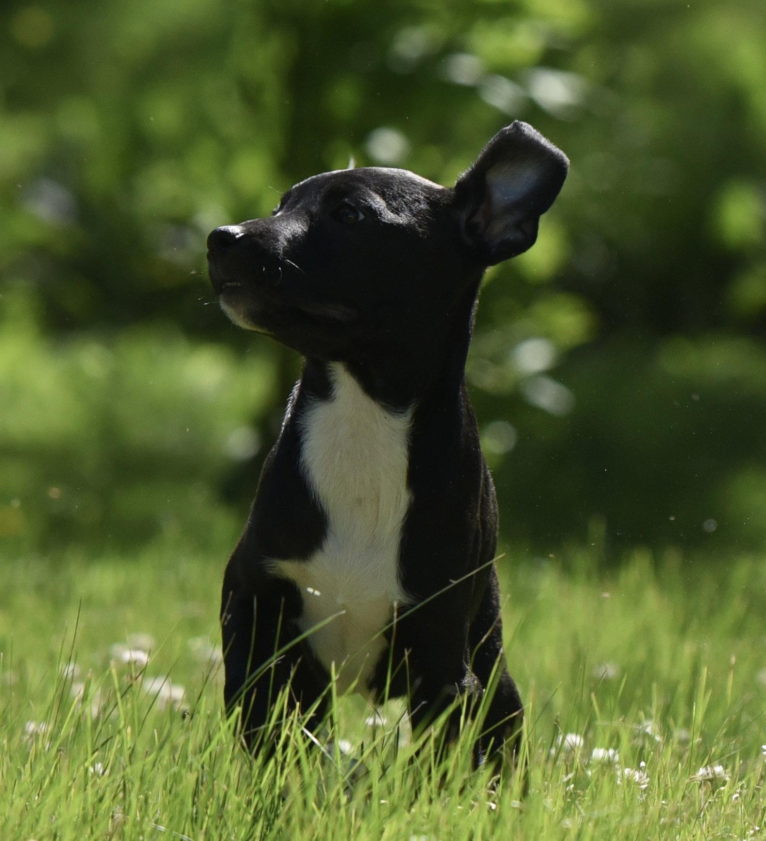 Enlarge Ruffus, a Adoptable mixed breed in Mechanicsburg, PA image 3/3