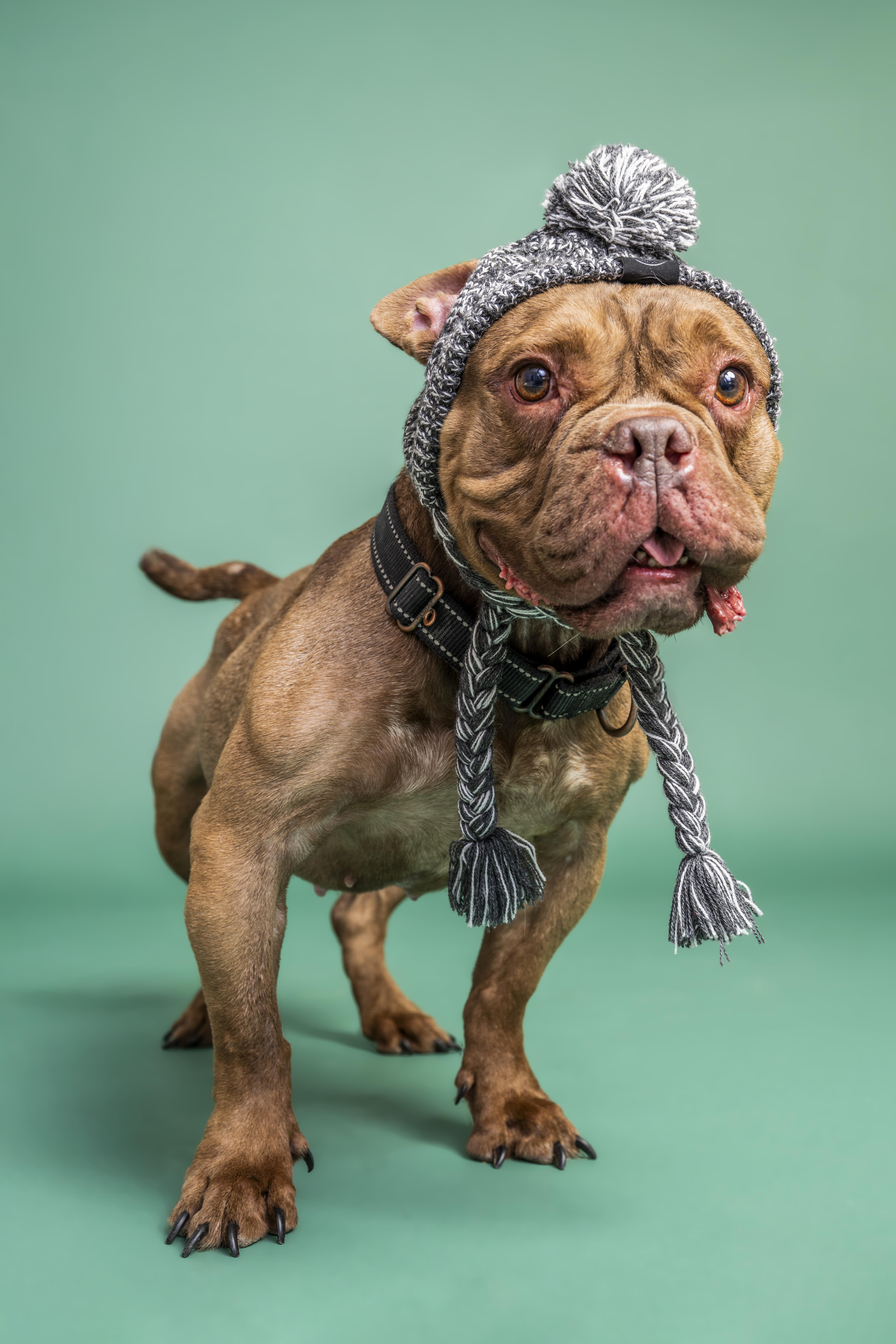 Hunny, a ADOPTABLE mixed breed in Scottsdale, AZ image 1/4